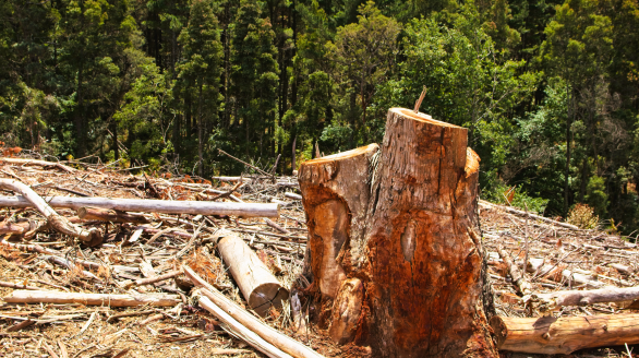 Adie tree felling Adie tree felling